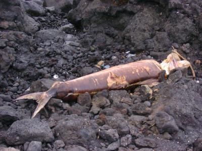 Delfín muerto en las costas de Güímar.